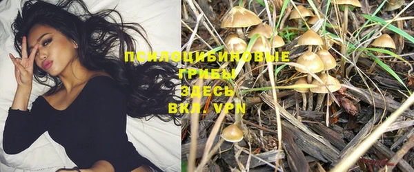 ПСИЛОЦИБИНОВЫЕ ГРИБЫ Богданович
